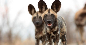 If I were a dog... The African Wild Dog